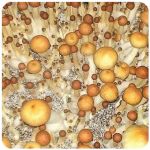 Псилоцибиновые (галлюциногенные)  грибы Psilocybin "Golden Teacher" в Малмыже