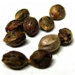 Семена марихуаны АК-47  (Seeds AK-47) в Малмыже